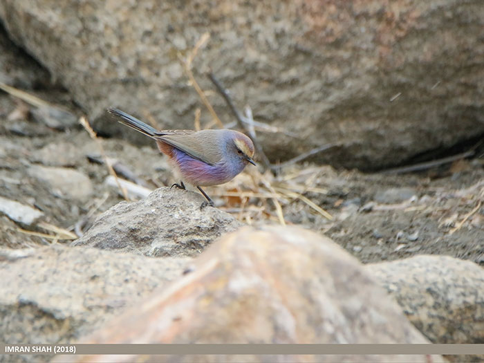 This Rainbow Bird Is Called The White-Browed Tit-Warbler And That Might Be The Silliest Name You’ve Heard