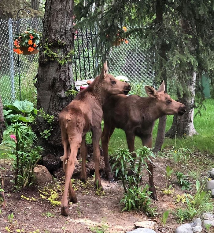 Moose And Her Calves Decide To Spend A Day In This Family’s Backyard, Man Documents How It Went Moose And Her Calves Decide To Spend A Day In This Family’s Backyard, Man Documents How It Went
