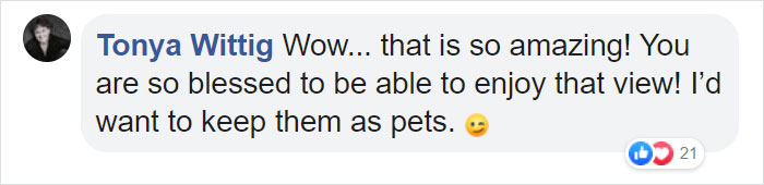 Moose And Her Calves Decide To Spend A Day In This Family’s Backyard, Man Documents How It Went Moose And Her Calves Decide To Spend A Day In This Family’s Backyard, Man Documents How It Went