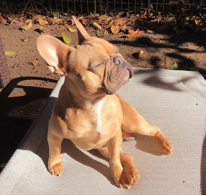 30 Solar-Powered Pets Enjoying A Good Sunbathe 30 Solar-Powered Pets Enjoying A Good Sunbathe