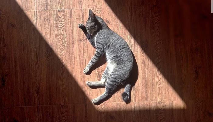 30 Solar-Powered Pets Enjoying A Good Sunbathe 30 Solar-Powered Pets Enjoying A Good Sunbathe