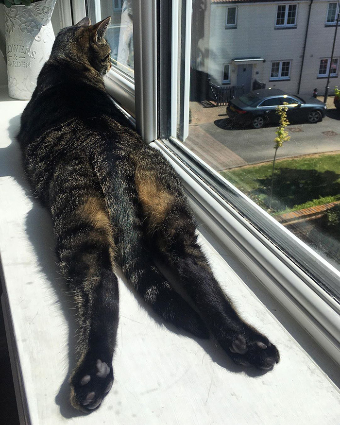30 Solar-Powered Pets Enjoying A Good Sunbathe 30 Solar-Powered Pets Enjoying A Good Sunbathe