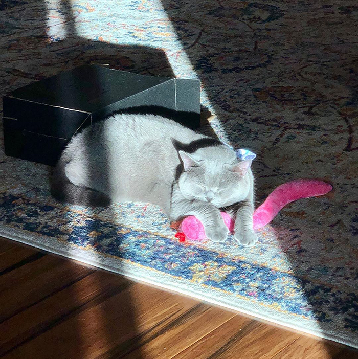 30 Solar-Powered Pets Enjoying A Good Sunbathe 30 Solar-Powered Pets Enjoying A Good Sunbathe