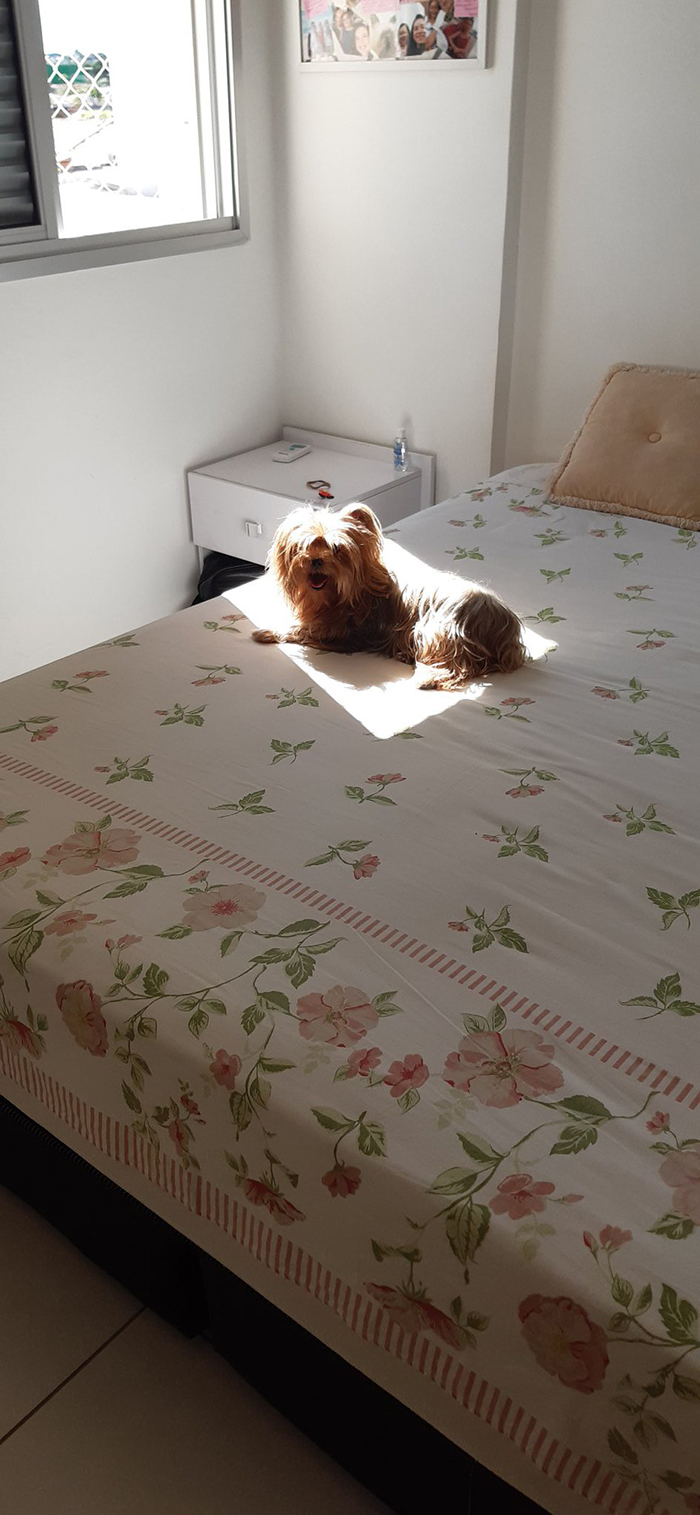 30 Solar-Powered Pets Enjoying A Good Sunbathe 30 Solar-Powered Pets Enjoying A Good Sunbathe