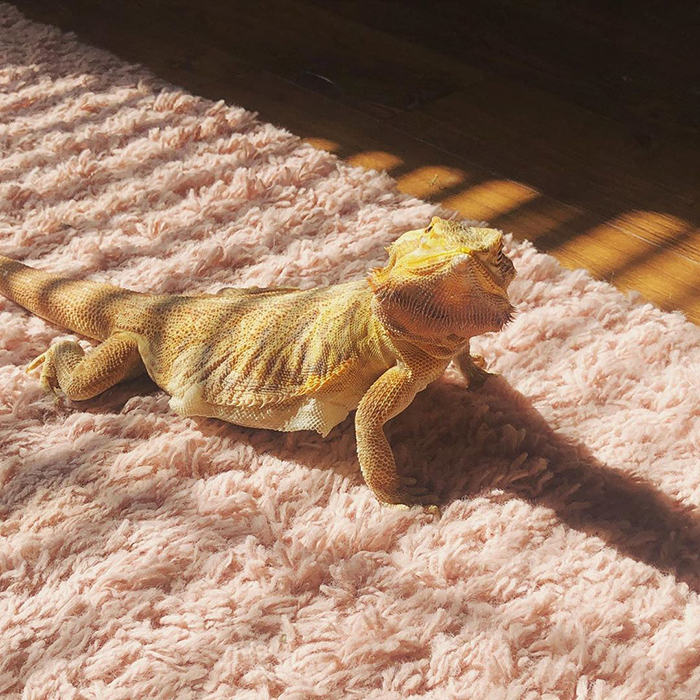 30 Solar-Powered Pets Enjoying A Good Sunbathe 30 Solar-Powered Pets Enjoying A Good Sunbathe