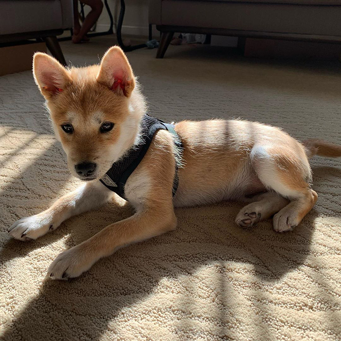 30 Solar-Powered Pets Enjoying A Good Sunbathe 30 Solar-Powered Pets Enjoying A Good Sunbathe