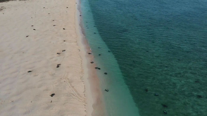 Scientists Use Drone Tech To Capture Striking Footage Of Colony Of 64,000 Green Sea Turtles Scientists Use Drone Tech To Capture Striking Footage Of Colony Of 64,000 Green Sea Turtles