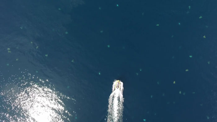 Scientists Use Drone Tech To Capture Striking Footage Of Colony Of 64,000 Green Sea Turtles Scientists Use Drone Tech To Capture Striking Footage Of Colony Of 64,000 Green Sea Turtles