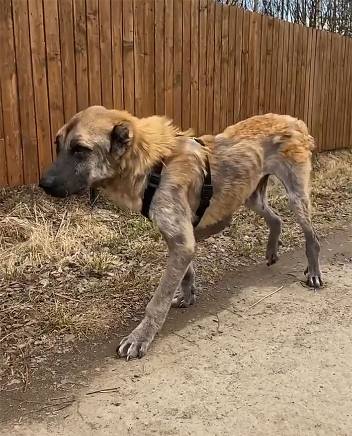 People Find A Dog Left For Dead By Breeders With Her Uterus Hanging Out People Find A Dog Left For Dead By Breeders With Her Uterus Hanging Out