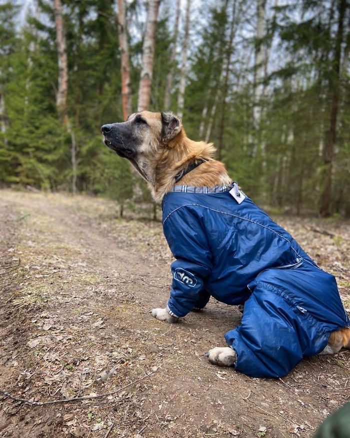 People Find A Dog Left For Dead By Breeders With Her Uterus Hanging Out People Find A Dog Left For Dead By Breeders With Her Uterus Hanging Out
