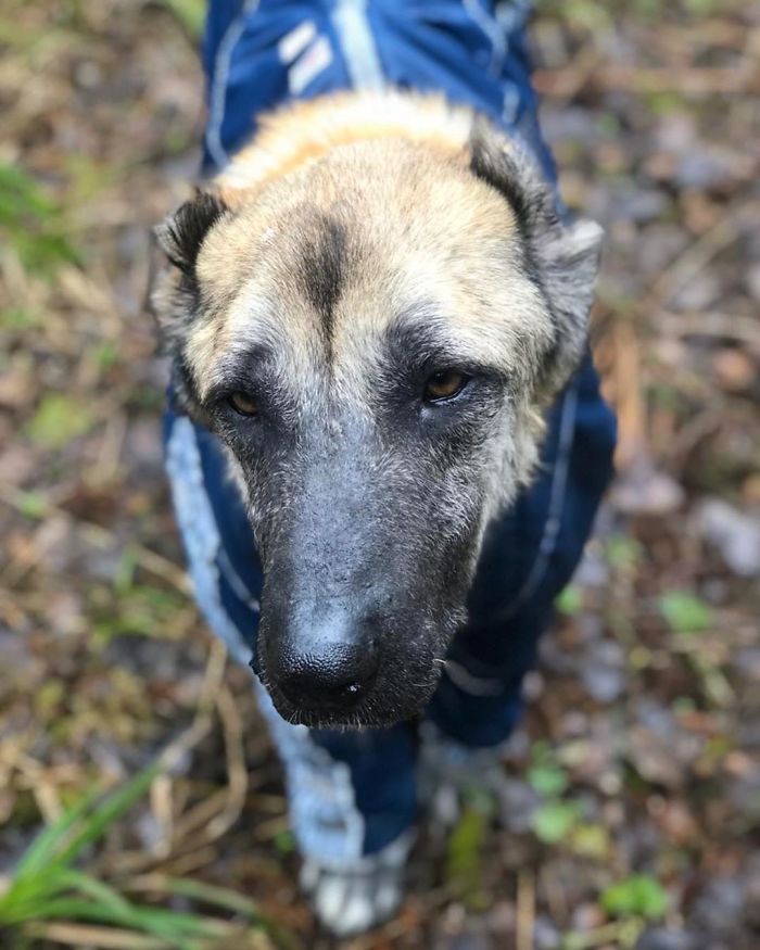 People Find A Dog Left For Dead By Breeders With Her Uterus Hanging Out People Find A Dog Left For Dead By Breeders With Her Uterus Hanging Out