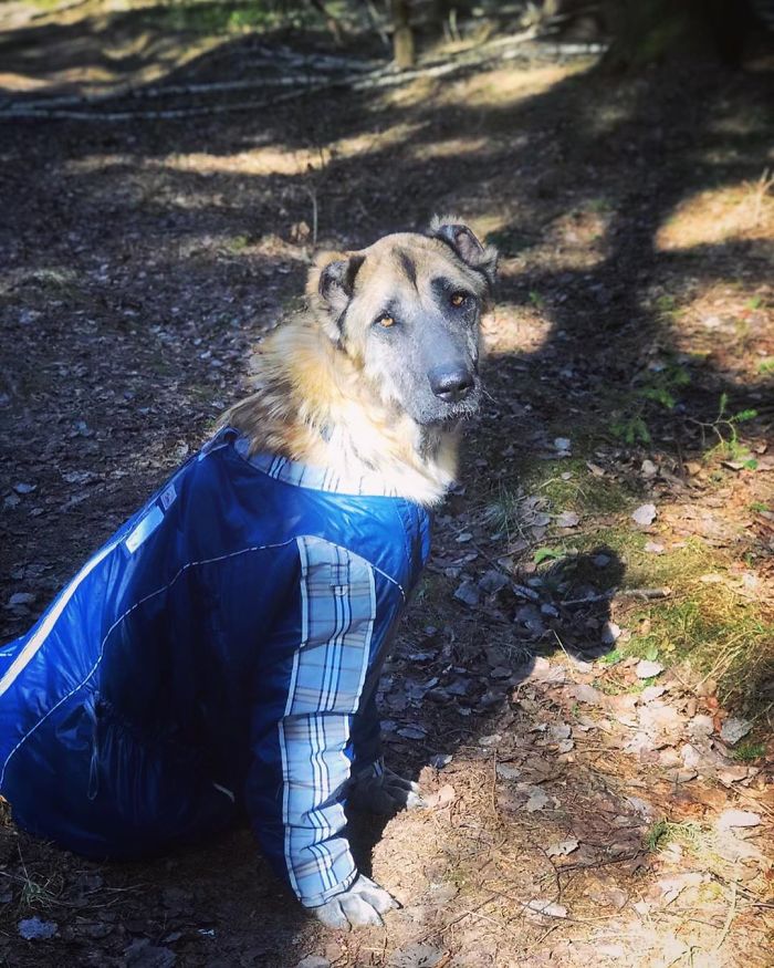 People Find A Dog Left For Dead By Breeders With Her Uterus Hanging Out People Find A Dog Left For Dead By Breeders With Her Uterus Hanging Out