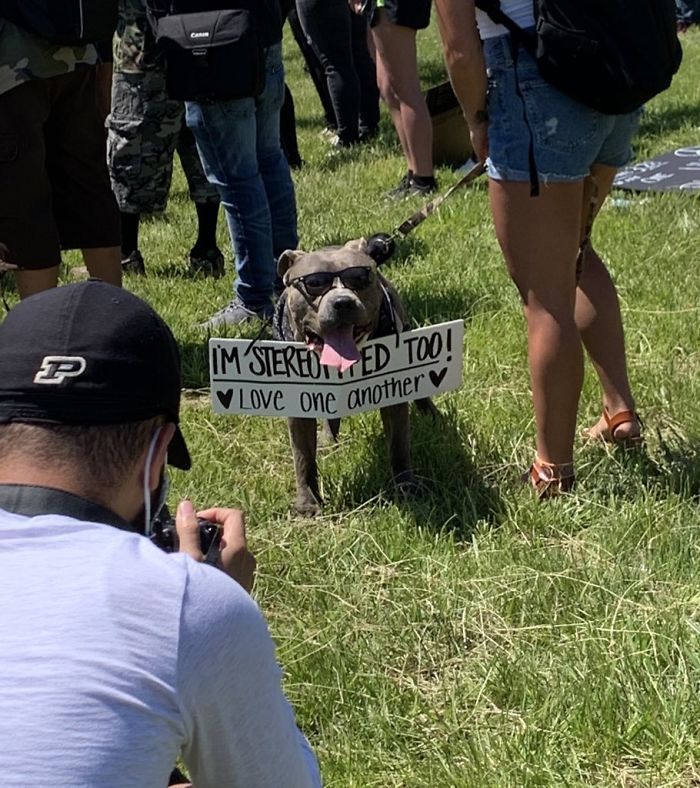 People Are Posting Pics Of Dogs Protesting For Justice, And They’re Too Cute (30 Pics) People Are Posting Pics Of Dogs Protesting For Justice, And They’re Too Cute (30 Pics)