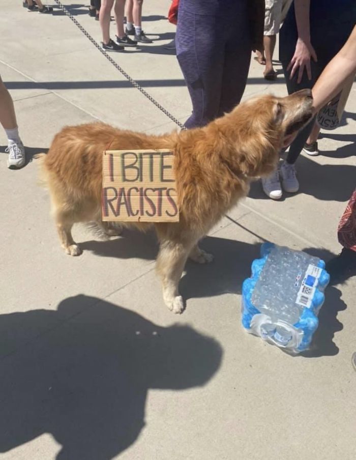 People Are Posting Pics Of Dogs Protesting For Justice, And They’re Too Cute (30 Pics) People Are Posting Pics Of Dogs Protesting For Justice, And They’re Too Cute (30 Pics)
