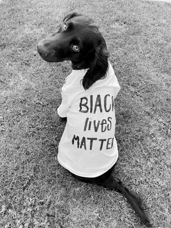 People Are Posting Pics Of Dogs Protesting For Justice, And They’re Too Cute (30 Pics) People Are Posting Pics Of Dogs Protesting For Justice, And They’re Too Cute (30 Pics)