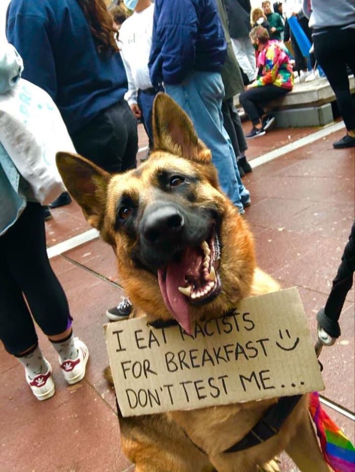 People Are Posting Pics Of Dogs Protesting For Justice, And They’re Too Cute (30 Pics) People Are Posting Pics Of Dogs Protesting For Justice, And They’re Too Cute (30 Pics)
