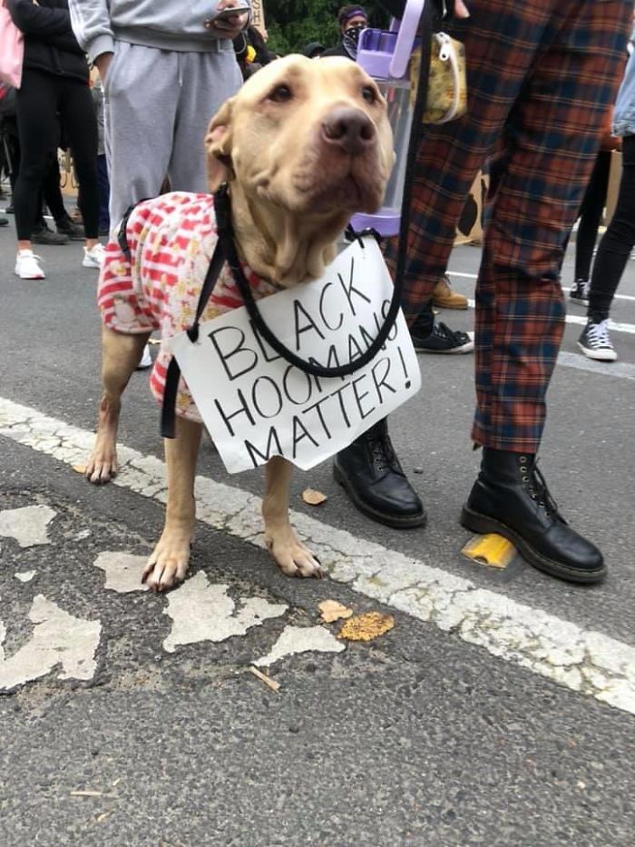 People Are Posting Pics Of Dogs Protesting For Justice, And They’re Too Cute (30 Pics) People Are Posting Pics Of Dogs Protesting For Justice, And They’re Too Cute (30 Pics)