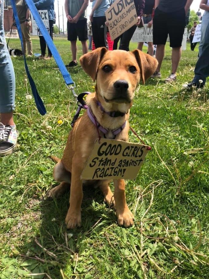 People Are Posting Pics Of Dogs Protesting For Justice, And They’re Too Cute (30 Pics) People Are Posting Pics Of Dogs Protesting For Justice, And They’re Too Cute (30 Pics)