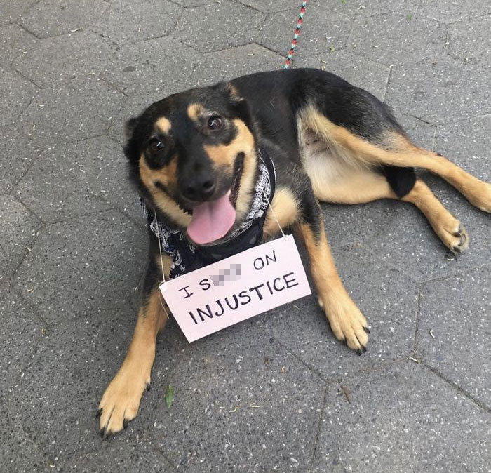 People Are Posting Pics Of Dogs Protesting For Justice, And They’re Too Cute (30 Pics) People Are Posting Pics Of Dogs Protesting For Justice, And They’re Too Cute (30 Pics)