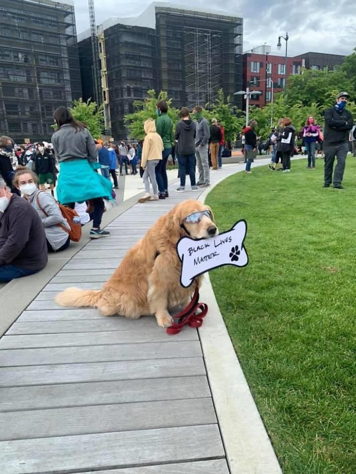 People Are Posting Pics Of Dogs Protesting For Justice, And They’re Too Cute (30 Pics) People Are Posting Pics Of Dogs Protesting For Justice, And They’re Too Cute (30 Pics)