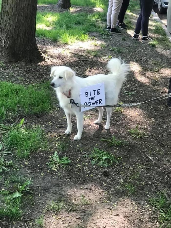 People Are Posting Pics Of Dogs Protesting For Justice, And They’re Too Cute (30 Pics) People Are Posting Pics Of Dogs Protesting For Justice, And They’re Too Cute (30 Pics)