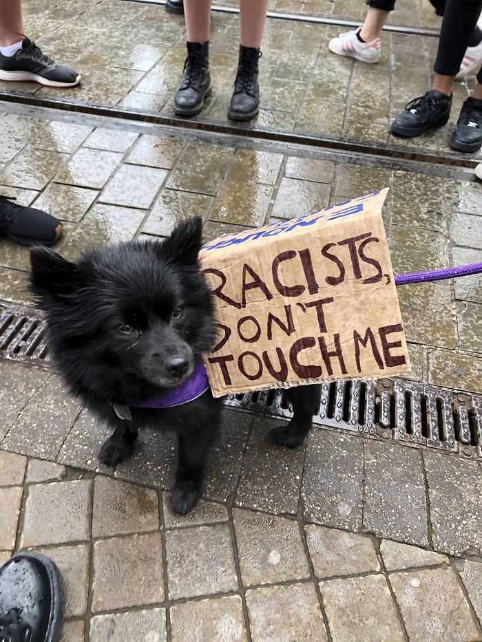 People Are Posting Pics Of Dogs Protesting For Justice, And They’re Too Cute (30 Pics) People Are Posting Pics Of Dogs Protesting For Justice, And They’re Too Cute (30 Pics)