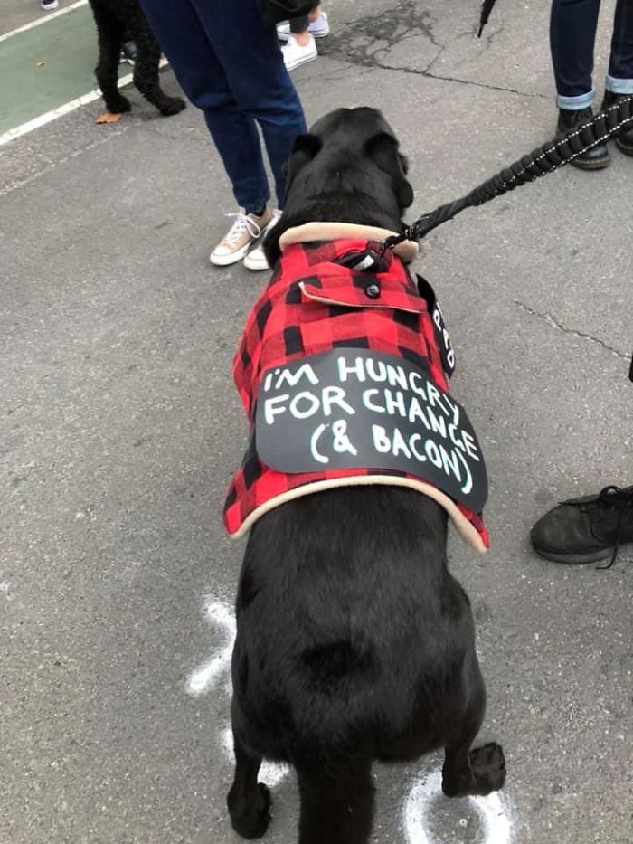 People Are Posting Pics Of Dogs Protesting For Justice, And They’re Too Cute (30 Pics) People Are Posting Pics Of Dogs Protesting For Justice, And They’re Too Cute (30 Pics)