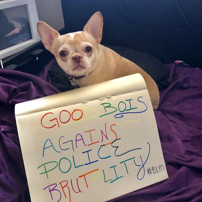 People Are Posting Pics Of Dogs Protesting For Justice, And They’re Too Cute (30 Pics) People Are Posting Pics Of Dogs Protesting For Justice, And They’re Too Cute (30 Pics)