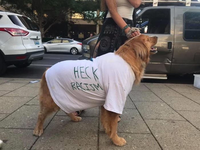 People Are Posting Pics Of Dogs Protesting For Justice, And They’re Too Cute (30 Pics) People Are Posting Pics Of Dogs Protesting For Justice, And They’re Too Cute (30 Pics)