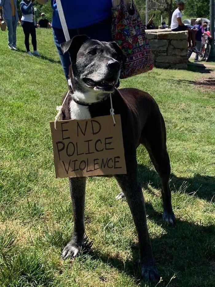 People Are Posting Pics Of Dogs Protesting For Justice, And They’re Too Cute (30 Pics) People Are Posting Pics Of Dogs Protesting For Justice, And They’re Too Cute (30 Pics)