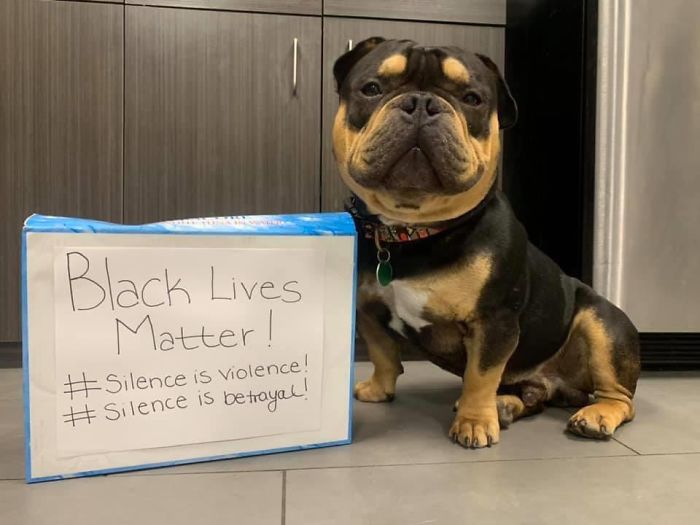 People Are Posting Pics Of Dogs Protesting For Justice, And They’re Too Cute (30 Pics) People Are Posting Pics Of Dogs Protesting For Justice, And They’re Too Cute (30 Pics)