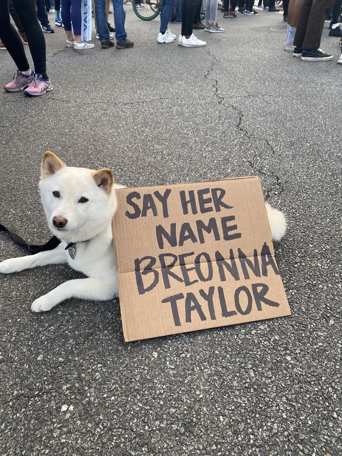 People Are Posting Pics Of Dogs Protesting For Justice, And They’re Too Cute (30 Pics) People Are Posting Pics Of Dogs Protesting For Justice, And They’re Too Cute (30 Pics)
