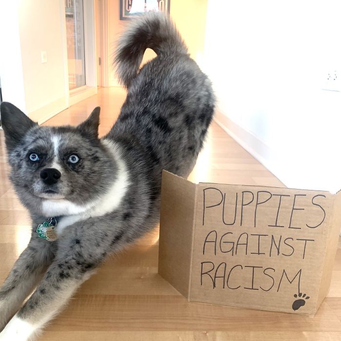 People Are Posting Pics Of Dogs Protesting For Justice, And They’re Too Cute (30 Pics) People Are Posting Pics Of Dogs Protesting For Justice, And They’re Too Cute (30 Pics)