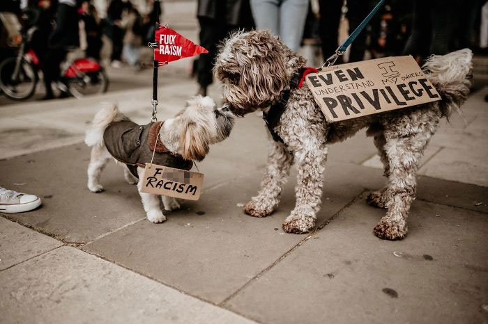 People Are Posting Pics Of Dogs Protesting For Justice, And They’re Too Cute (30 Pics) People Are Posting Pics Of Dogs Protesting For Justice, And They’re Too Cute (30 Pics)