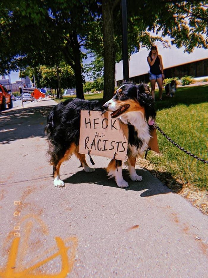People Are Posting Pics Of Dogs Protesting For Justice, And They’re Too Cute (30 Pics) People Are Posting Pics Of Dogs Protesting For Justice, And They’re Too Cute (30 Pics)