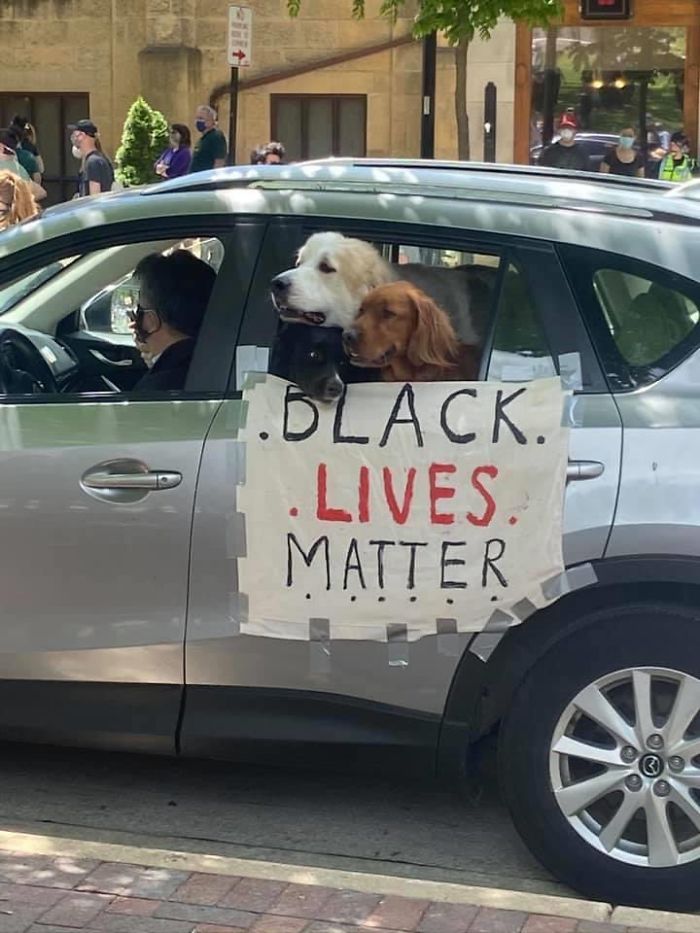People Are Posting Pics Of Dogs Protesting For Justice, And They’re Too Cute (30 Pics) People Are Posting Pics Of Dogs Protesting For Justice, And They’re Too Cute (30 Pics)