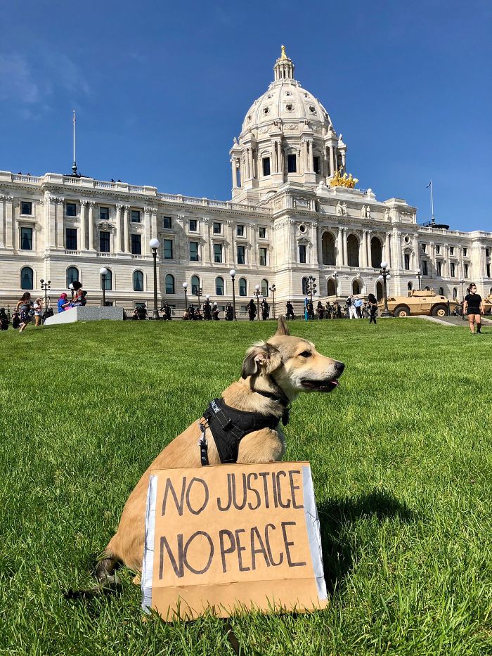 People Are Posting Pics Of Dogs Protesting For Justice, And They’re Too Cute (30 Pics) People Are Posting Pics Of Dogs Protesting For Justice, And They’re Too Cute (30 Pics)