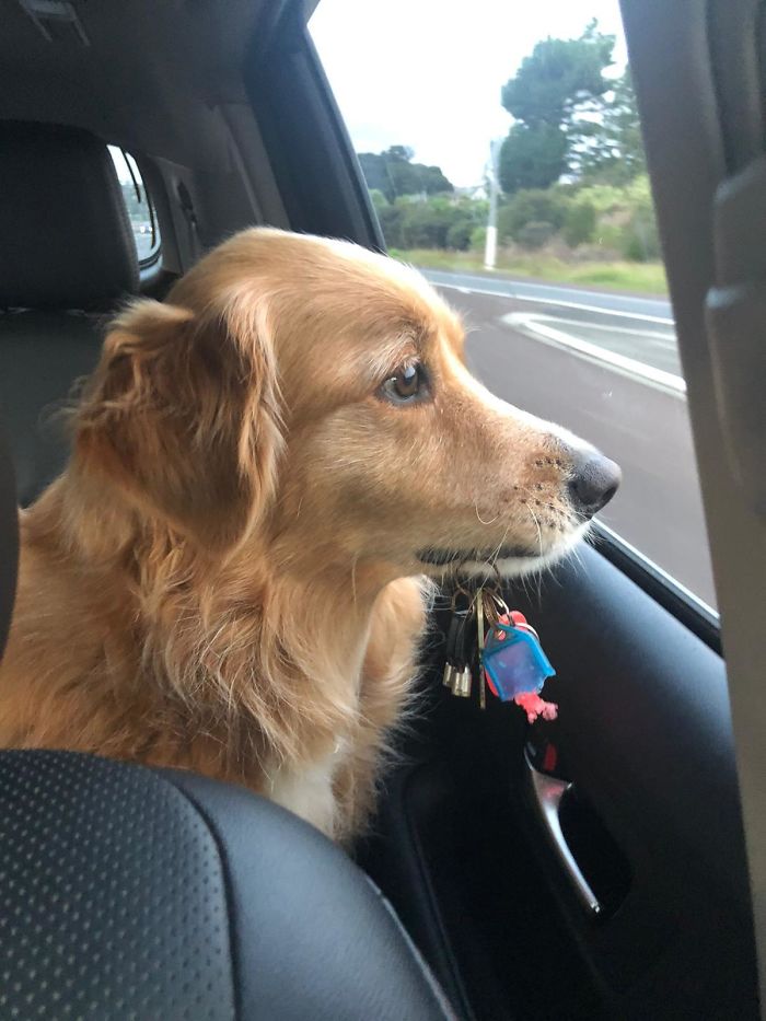 40 Hilarious Dog Posts To Put A Smile On Your Face 40 Hilarious Dog Posts To Put A Smile On Your Face