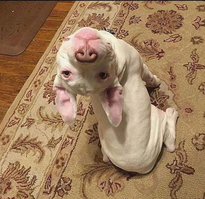 40 Hilarious Dog Posts To Put A Smile On Your Face 40 Hilarious Dog Posts To Put A Smile On Your Face