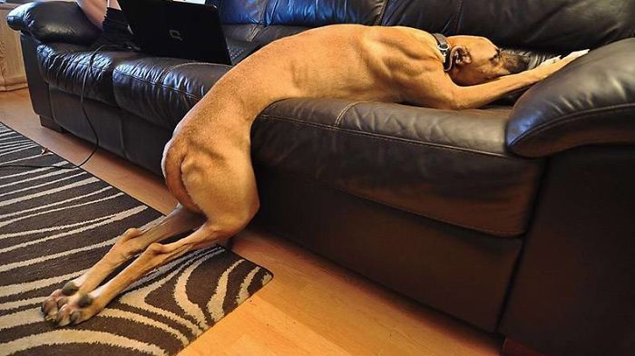 40 Hilarious Dog Posts To Put A Smile On Your Face 40 Hilarious Dog Posts To Put A Smile On Your Face