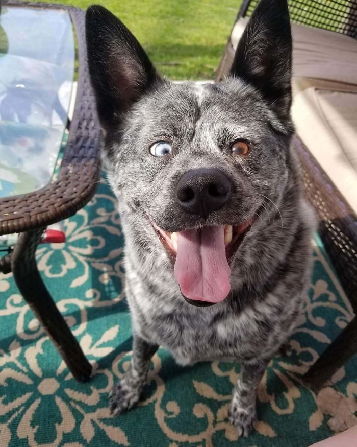 40 Hilarious Dog Posts To Put A Smile On Your Face 40 Hilarious Dog Posts To Put A Smile On Your Face