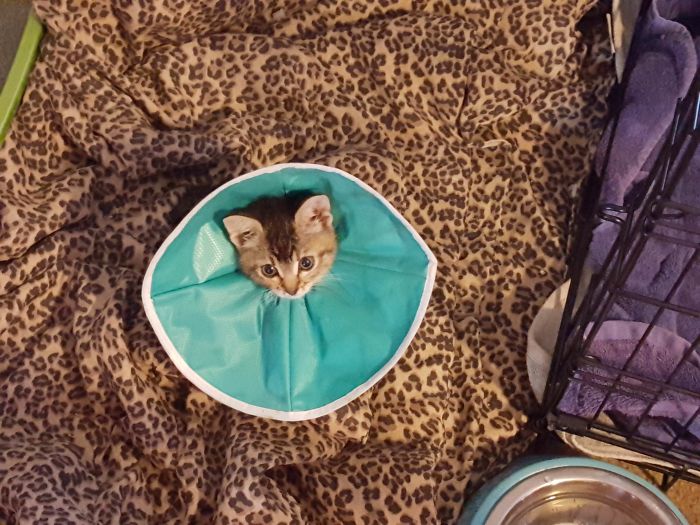 35 Pics Of Pets Not Rocking The Cone Of Shame At All 35 Pics Of Pets Not Rocking The Cone Of Shame At All