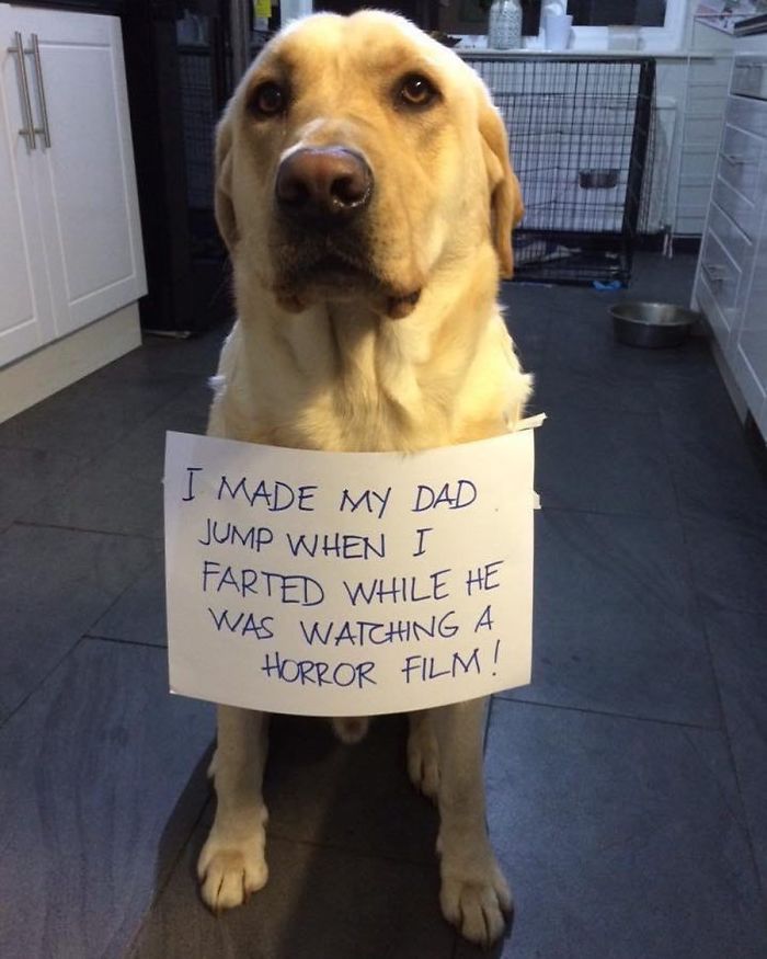 40 Hilarious Pets That Got Shamed Publicly For Being Naughty 40 Hilarious Pets That Got Shamed Publicly For Being Naughty
