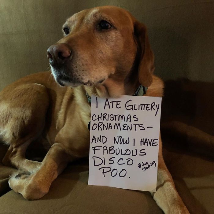 40 Hilarious Pets That Got Shamed Publicly For Being Naughty 40 Hilarious Pets That Got Shamed Publicly For Being Naughty