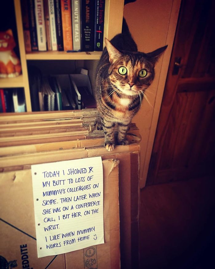 40 Hilarious Pets That Got Shamed Publicly For Being Naughty 40 Hilarious Pets That Got Shamed Publicly For Being Naughty