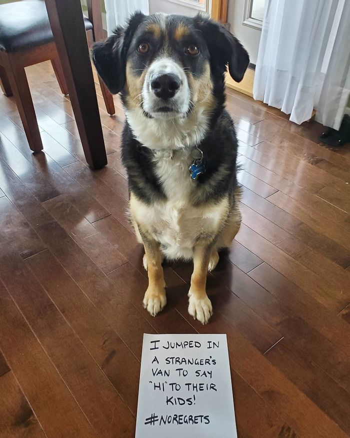 40 Hilarious Pets That Got Shamed Publicly For Being Naughty 40 Hilarious Pets That Got Shamed Publicly For Being Naughty