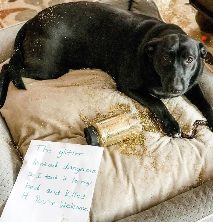 40 Hilarious Pets That Got Shamed Publicly For Being Naughty 40 Hilarious Pets That Got Shamed Publicly For Being Naughty