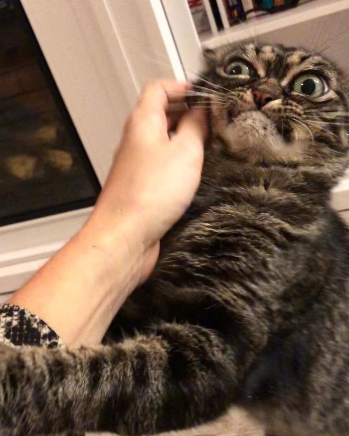 Meet The New Grumpy Cat Called Kitzia That Looks Even Angrier Than Her Late Predecessor