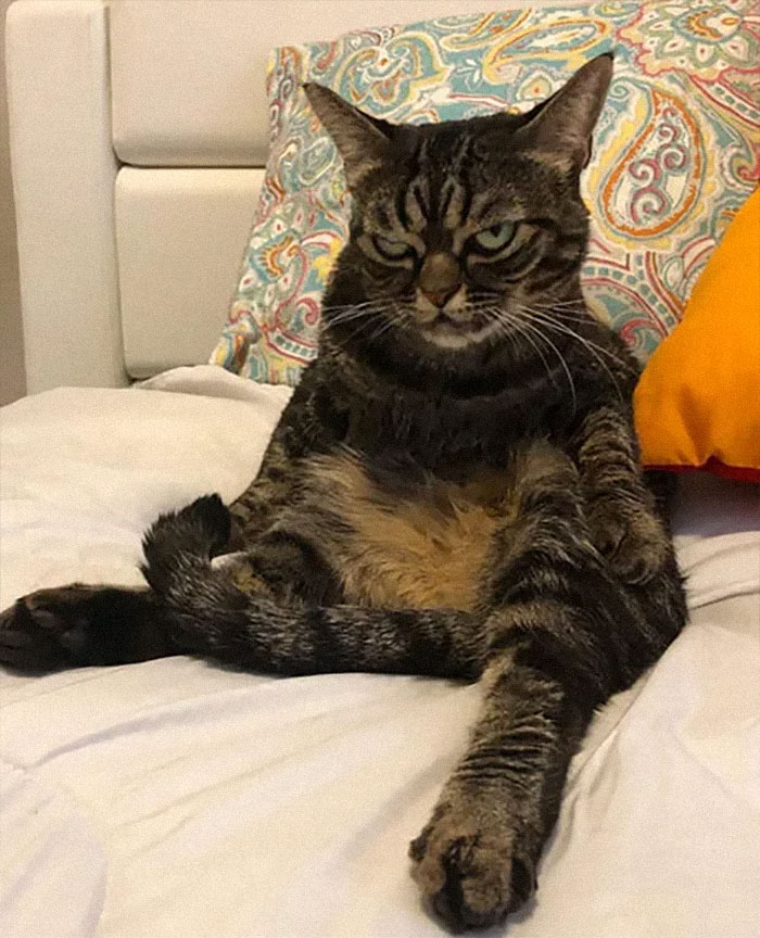 Meet The New Grumpy Cat Called Kitzia That Looks Even Angrier Than Her Late Predecessor Meet The New Grumpy Cat Called Kitzia That Looks Even Angrier Than Her Late Predecessor