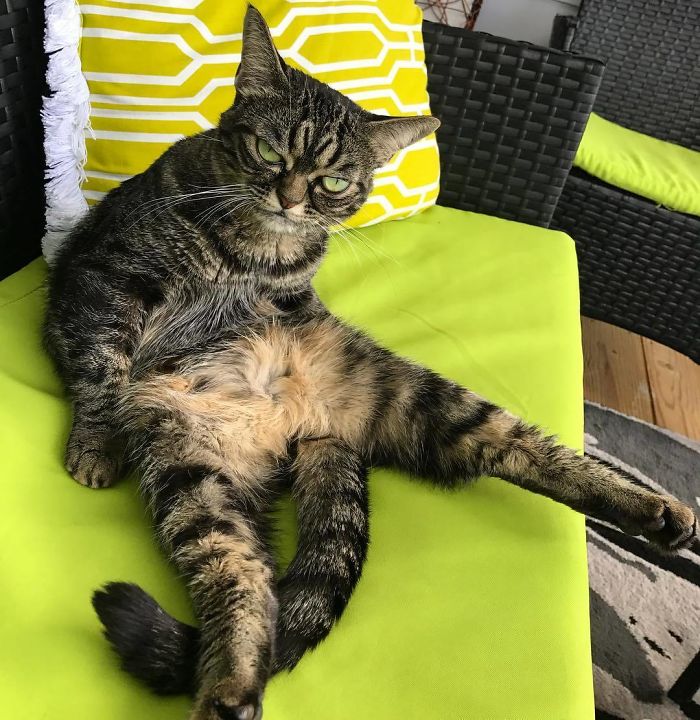 Meet The New Grumpy Cat Called Kitzia That Looks Even Angrier Than Her Late Predecessor